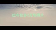 拉布拉多2万块照片