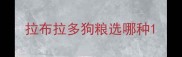 拉布拉多狗粮选哪种