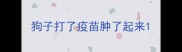 狗子打了疫苗肿了起来