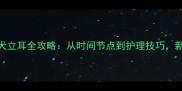 蝴蝶幼犬立耳全攻略从时间节点到护理技巧新手必看