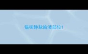 猫咪静脉输液部位