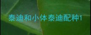 泰迪和小体泰迪配种