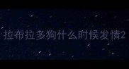 拉布拉多狗什么时候发情
