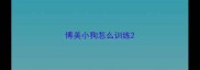 博美小狗怎么训练