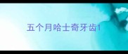 五个月哈士奇牙齿