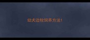 幼犬边牧饲养方法