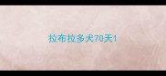拉布拉多犬70天