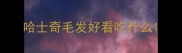 哈士奇毛发好看吃什么