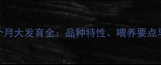 贵宾幼犬2个月大发育全品种特性喂养要点与成长指南