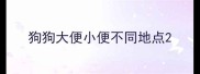 狗狗大便小便不同地点