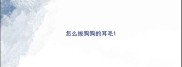怎么拔狗狗的耳毛