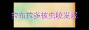 拉布拉多被虫咬发烧
