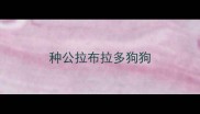 种公拉布拉多狗狗