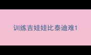 训练吉娃娃比泰迪难
