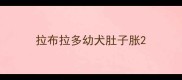 拉布拉多幼犬肚子胀