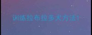训练拉布拉多犬方法