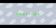 狗狗多少个月换毛