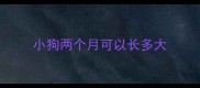 小狗两个月可以长多大