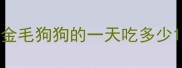 金毛狗狗的一天吃多少