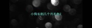 小狗长到几个月毛色