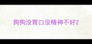 狗狗没胃口没精神不好