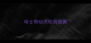 哈士奇幼犬吃鸡蛋黄