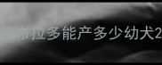 拉布拉多能产多少幼犬