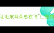 拉布拉多飞耳之谜这5大原因让毛孩耳朵总在飞宠物知识拉布拉多养护飞耳护理攻略
