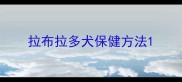 拉布拉多犬保健方法
