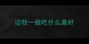 边牧一般吃什么最好