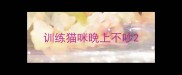 训练猫咪晚上不吵