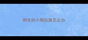 刚生的小狗拉屎怎么办