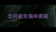 怎样避免猫咪挪窝