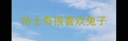 哈士奇很喜欢兔子