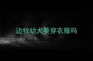 边牧幼犬要穿衣服吗