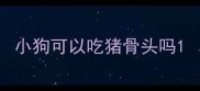 小狗可以吃猪骨头吗