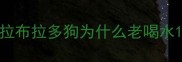 拉布拉多狗为什么老喝水