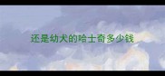 还是幼犬的哈士奇多少钱