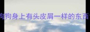 狗狗身上有头皮屑一样的东西