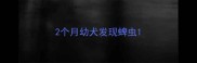 2个月幼犬发现蜱虫