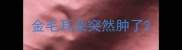 金毛耳朵突然肿了