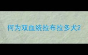 何为双血统拉布拉多犬