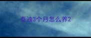 泰迪3个月怎么养