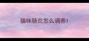 猫咪肠炎怎么调养