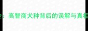 哈士奇傻气行为全高智商犬种背后的误解与真相养宠必看指南