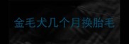 金毛犬几个月换胎毛