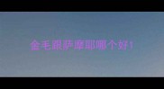 金毛跟萨摩耶哪个好