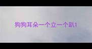 狗狗耳朵一个立一个趴