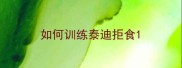 如何训练泰迪拒食