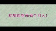 狗狗能寄养俩个月么